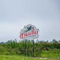 สวนดอกไม้ป้านกเอี้ยง