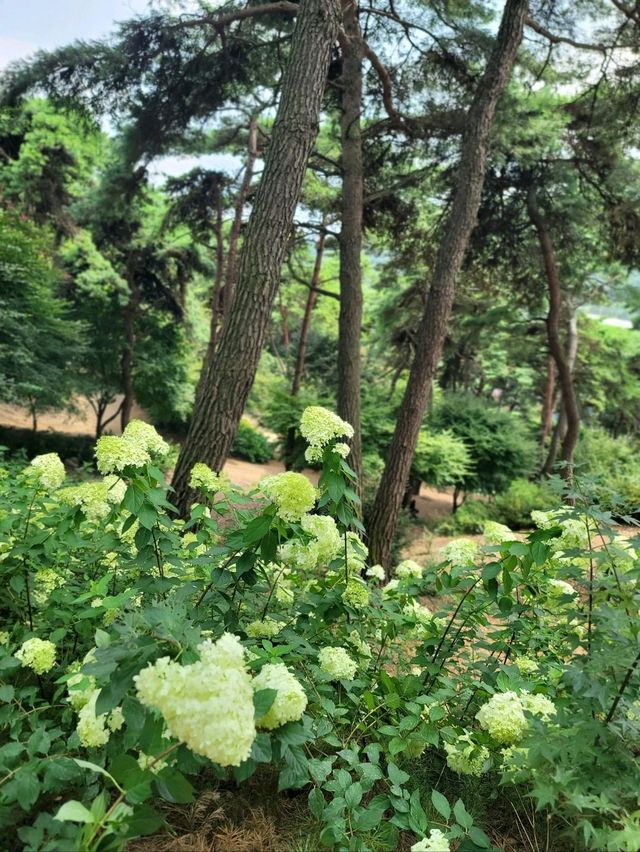 배롱나무와 유럽수국이 예쁜 장성수목원💜