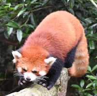 An Enchanting Encounter: Spotting Red Pandas in Panda Valley