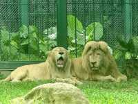 廣州動物園～好多動物睇丫