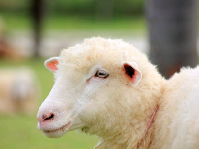 เที่ยวชมสัตว์ที่ (Viva Foresta Farm)