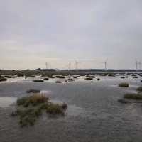 From Markets to Wetlands: A Taste of Taichung in a Day