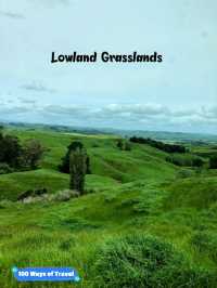 🇳🇿 Grasslands in New Zealand's North Island