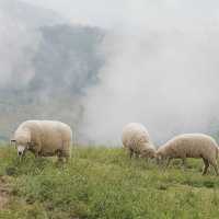 Akha FarmVille คาเฟ่และฟาร์มแกะดอยช้าง