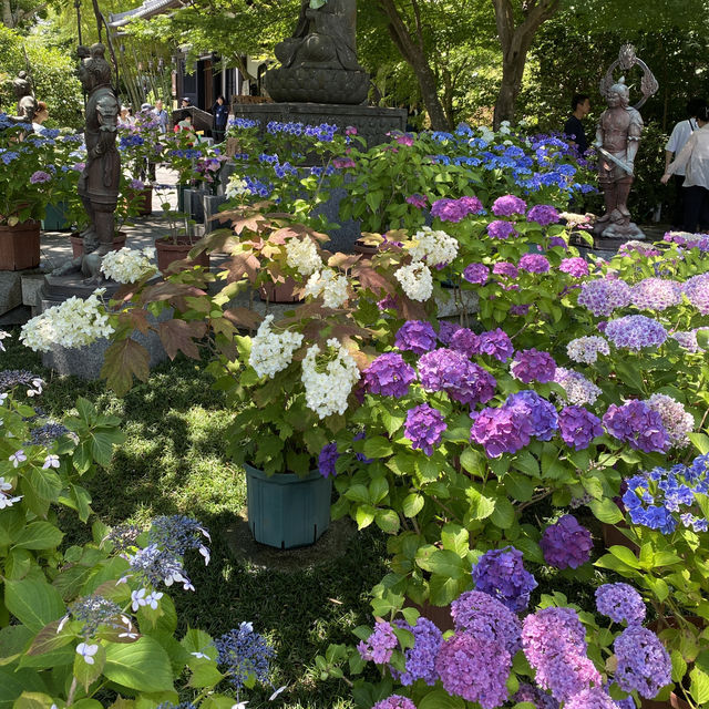 東京旅遊🍀鎌倉一日遊！長谷寺繡球花之旅