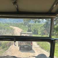 Kruger Safari: Wild Adventures and Epic Encounters