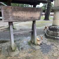 東大寺
