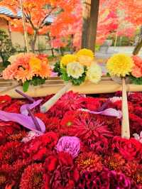 【京都/紅葉スポット】実は花手水が美しい💕めちゃくちゃ人気の人混み必須なお寺🧘‍♀️🍂