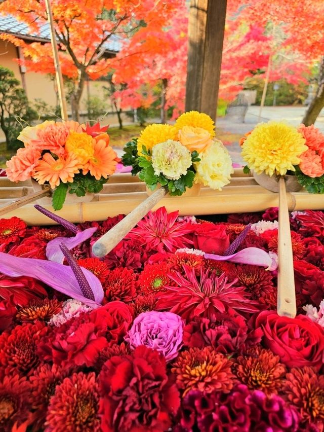 【京都/紅葉スポット】実は花手水が美しい💕めちゃくちゃ人気の人混み必須なお寺🧘‍♀️🍂