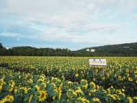 北海道-道東自駕遊