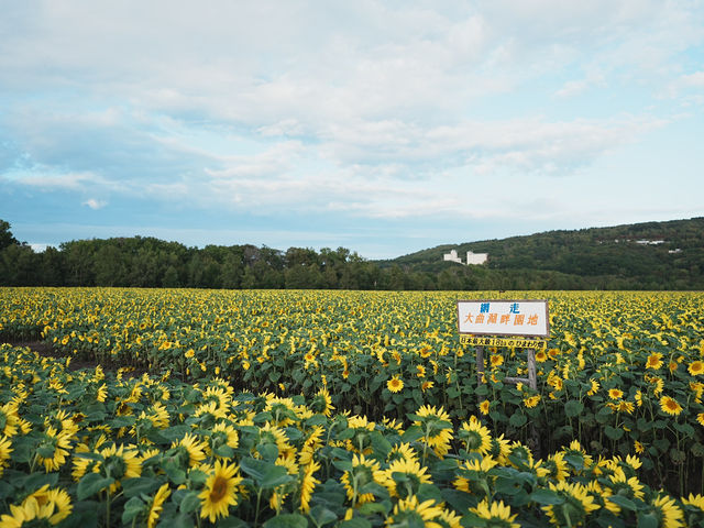北海道-道東自駕遊