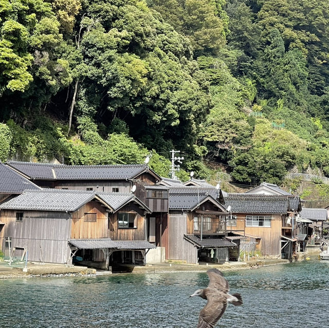 伊根町漫遊：與海鷗老鷹共度的海上時光