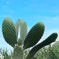 ไร่วันยังขำ จ.ศรีสะเกษ 🏜️🌵🌿