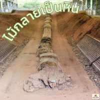 ไม้กลายเป็นหิน