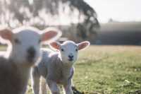 Embrace New Zealand's Wildlife: A Safari Adventure Awaits!