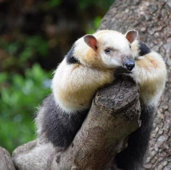 動物園系列（一）～上野動物園