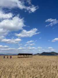 เที่ยวสวน suncheon bay wetland reserve