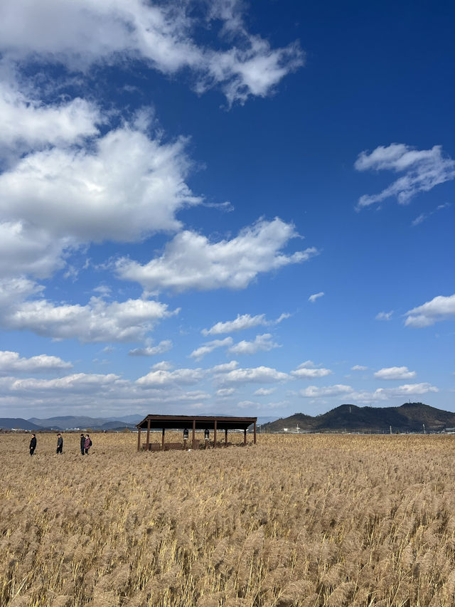 เที่ยวสวน suncheon bay wetland reserve