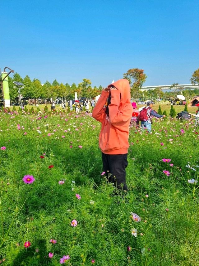 가을을 핑크빛으로 물들인 코스모스🌸🌸