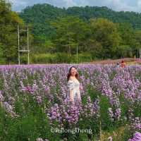 Hokkaido Flower Park Khaoyai