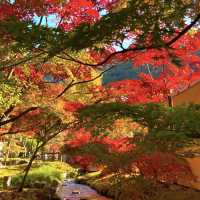 清水寺 ，一束藍光配秋天的楓紅美景