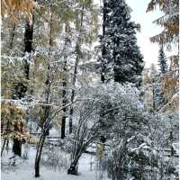 Snow @ Siguniangshan
