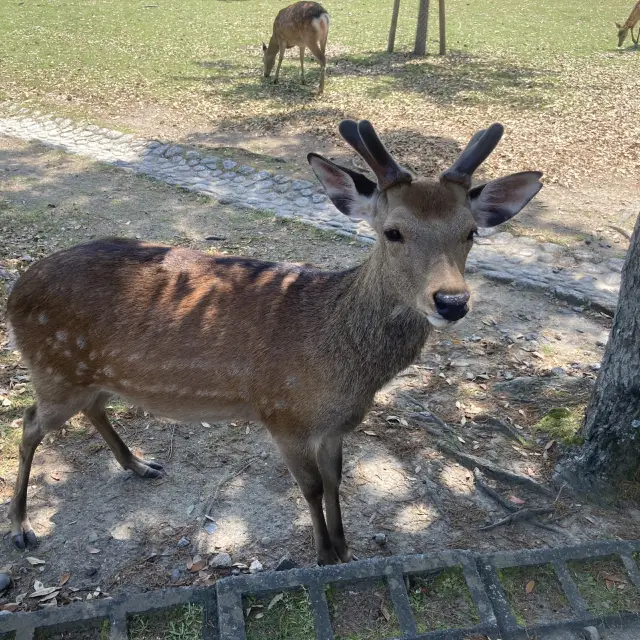 "Enchanting Nara: A Must-Visit in Japan"