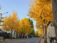 An evening stroll along the Gyeongbukgung stone walls with beautiful gingko tree in autumn