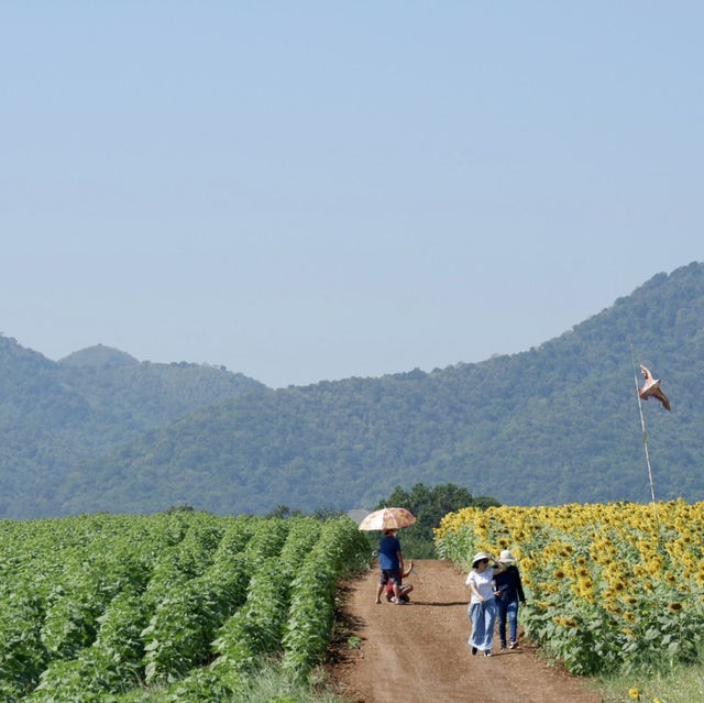 ทุ่งทานตะวันไร่วิชาญ