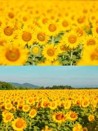ไร่คุณรำยอง ทุ่งทานตะวันบานบนเนื้อที่ 75 ไร่ 