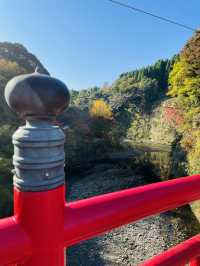 【千葉×紅葉🍁】水面に映し出される紅葉と湾曲した赤い橋