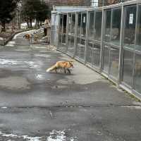 fox lovers come here!