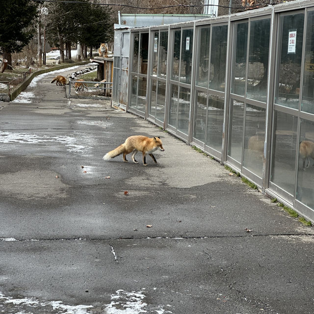 fox lovers come here!