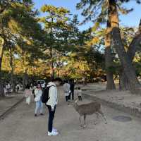 No trip to Nara is complete without visiting the Nara Park!