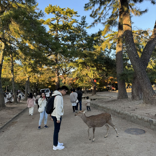 No trip to Nara is complete without visiting the Nara Park!