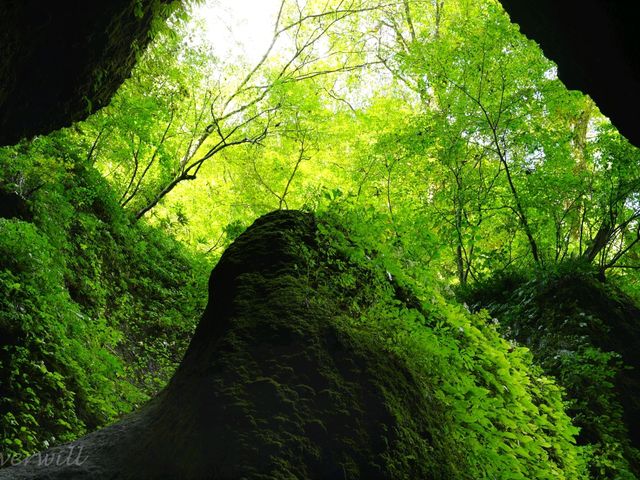 【兵庫県】兵庫の山奥にまさかの秘境滝！「シワガラの滝」