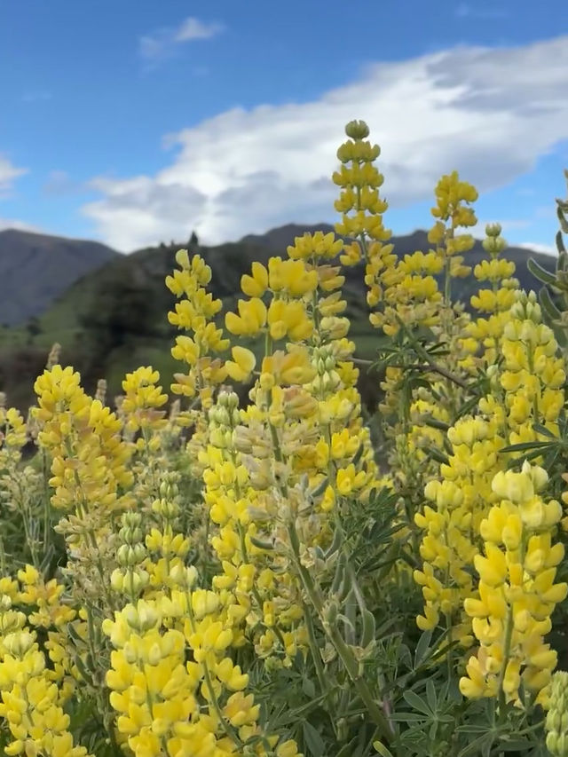 Trip to Wanaka