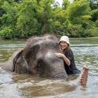 อาบน้ำน้องช้างที่ Elephants World 