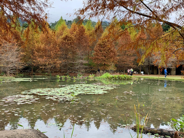 落羽松秘境！結合泡湯住宿的人間仙境！