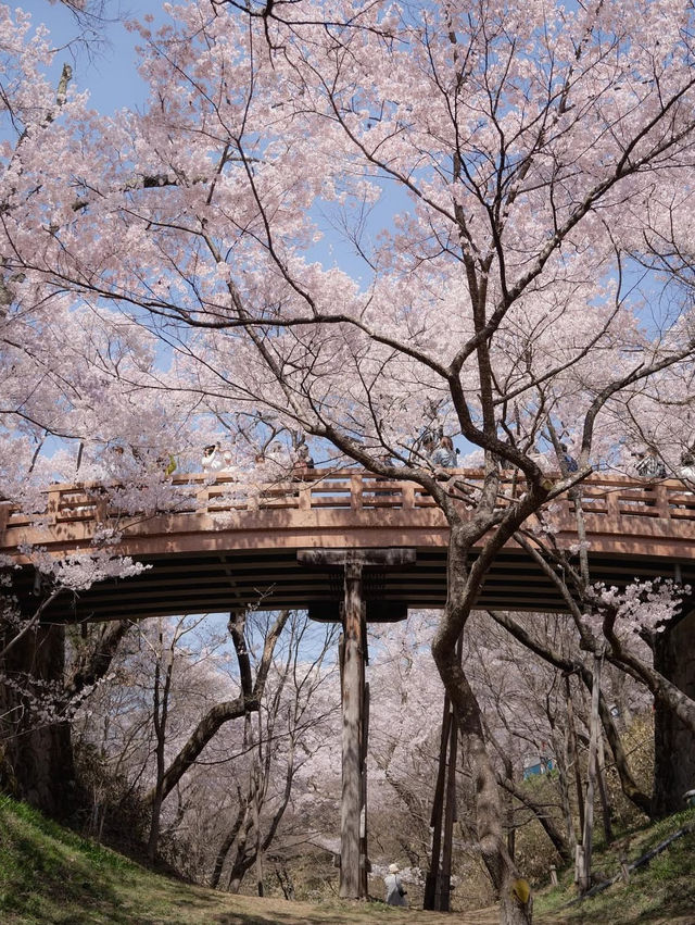 【高遠城址公園の桜】天下第一の絶景桜