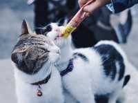 Houtong Cat Village สวรรค์ของคนรักแมว