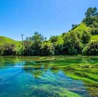 My Enchanting Encounter with Putaruru Blue Springs