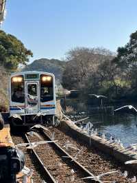 【浜松 冬の旅】 ユリカモメ舞う駅   おびただしい数にびっくり！ピークは1月下旬～2月
