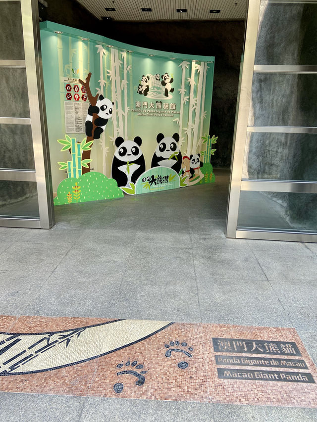 🐼😍澳門大熊貓館｜澳門親子行程景點推薦🧑‍🧑‍🧒‍🧒🧍‍♂️🧍‍♀️