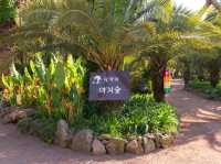 쥬라기월드에 온 것 같은 이국적인 제주 상가리 야자숲🌴