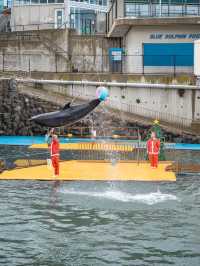 【福井】ツンデレイルカがかわいすぎる🐬 ペンギンのお散歩も必見🐧 　 