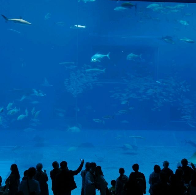 沖繩美麗海水族館