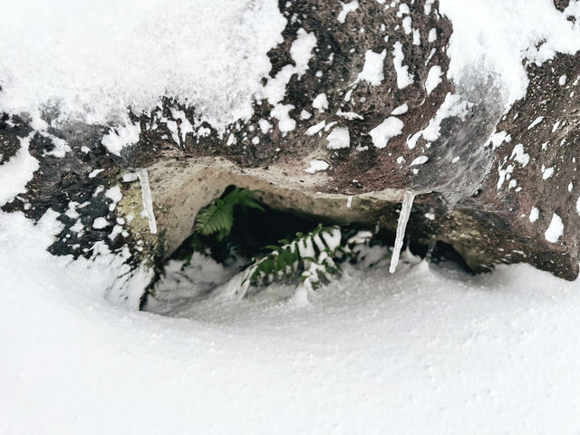❄️☃️🧤 제주 겨울의 기억 속 한 장면