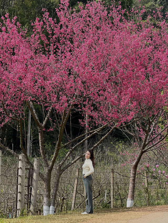 ซากุระ อ่างขาง อ.ฝาง จ.เชียงใหม่🌸🌸
