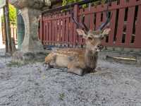 Miyajima Trip Highlights